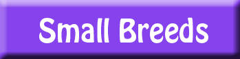 small dog breeds